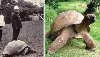 Tartaruga Jonathan, o mais velho dos animais terrestres, faz 190 anos (Reprodução/Imgur)